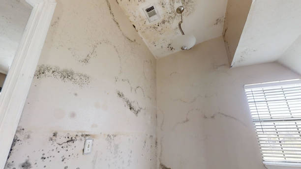 Best Emergency Mold Remediation  in Maysville, OK