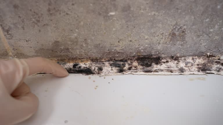 Professional Mold Removal in Maysville, OK